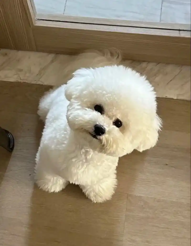 Bichon Frise