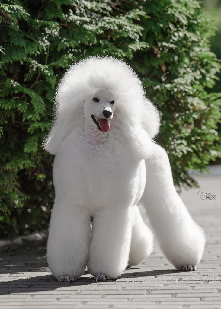 Poodle