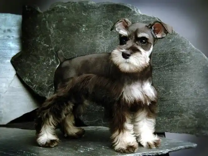 Miniature Schnauze