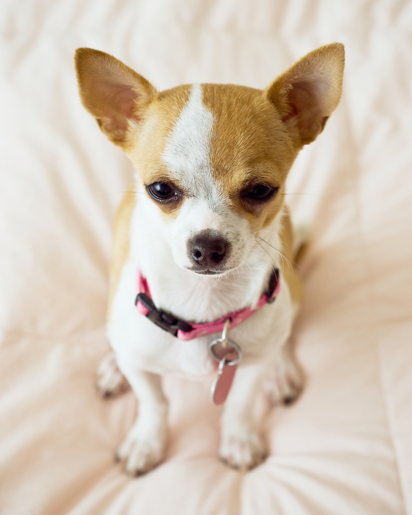 Chihuahua