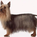 Australian Silky Terrier