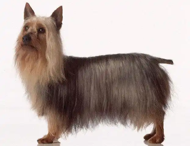 Australian Silky Terrier