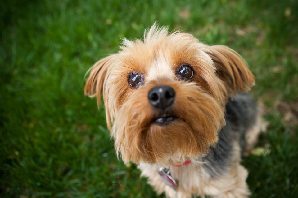 Yorkshire Terrier Dog
