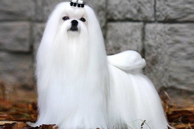 Maltese Dog