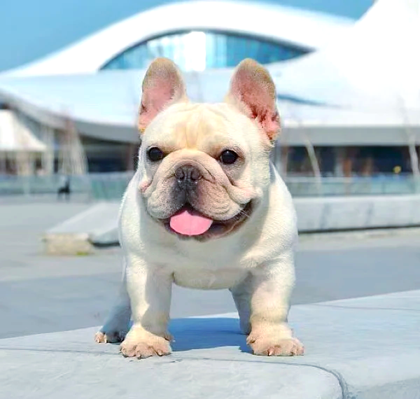 French Bulldog
