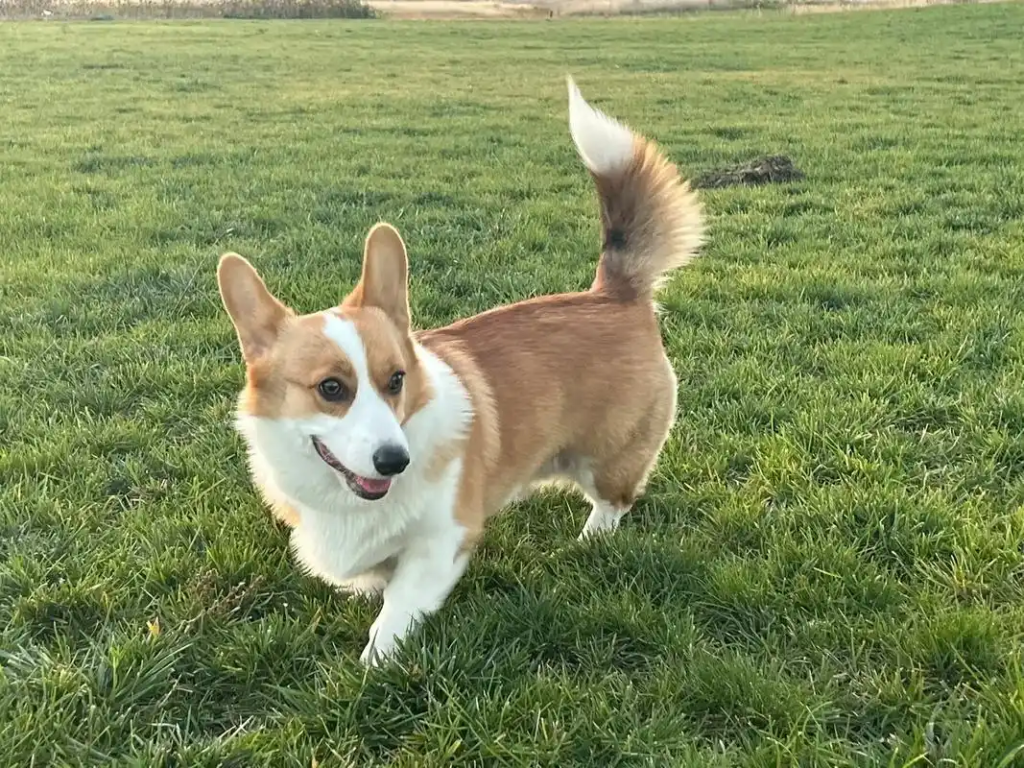 Corgi