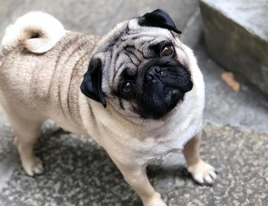 The Complete Pug Encyclopedia: From History to Care Mastery