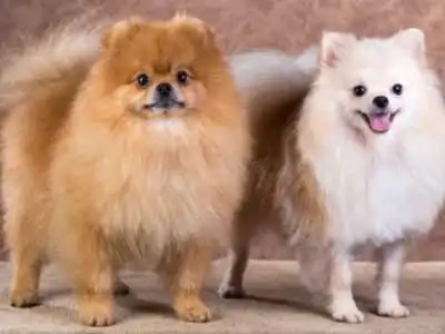 Pomeranian dog